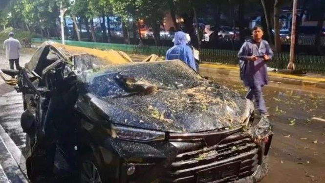 Cara Menghindari Pohon Tumbang Saat Berkendara Imbas Cuaca Ekstrem